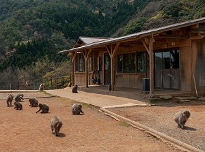 Feeding cage in Arashiyama Monkey Park