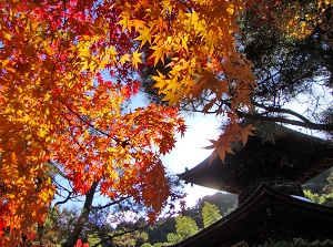 Two-story pagoda of Jojakkoji in autumn