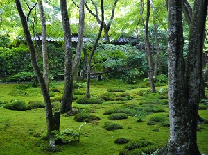 Garden covered with moss in Giouji