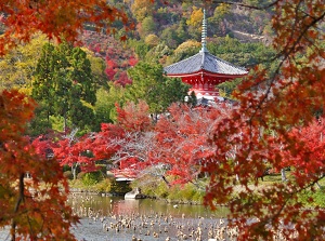 Daikakuji in autumn