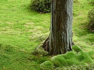 Mosses in Saihoji