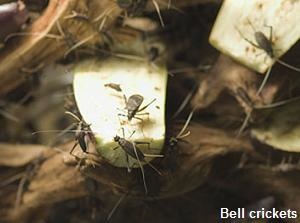 Bell crickets