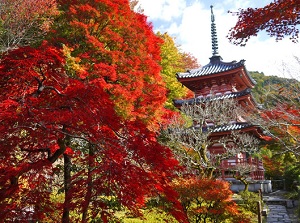 Three-storied pagoda of Mimurotoji in autumn