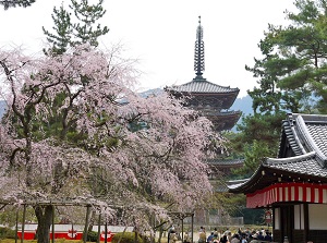 Five-story pagoda of Daigoji in spring