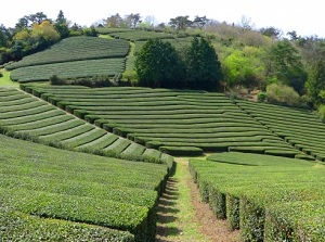 Tea plantation in Wazuka town