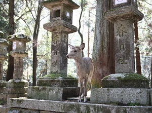 Deer appears in Kasuga-taisha