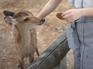 Cracker for deer in Nara Park