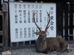 Deer in Kofukuji