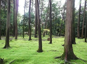 Moss garden in Toshodaiji