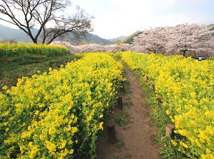 Asuka village in spring