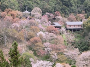 Sakura around Nyoirinji