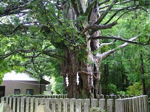 Nagi tree in Kumano Hayatama Taisha