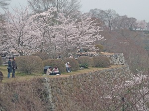 Takeda Castle in spring