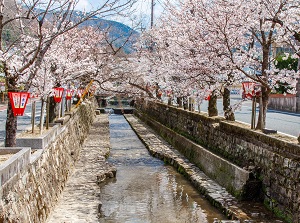 Konyagawa in spring