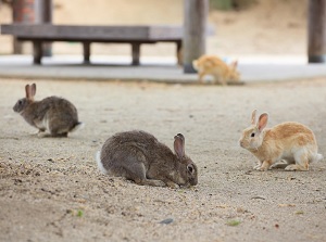 Rabbits in Okunoshima