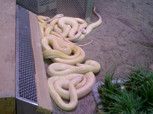 White snakes in Kikko Park