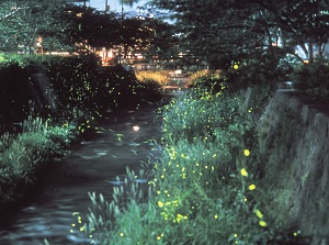 Fireflies in Ichinosaka River in Yamaguchi city