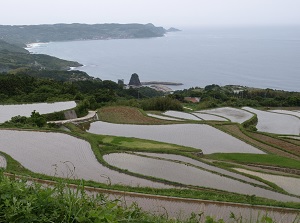 Higashi-Ushirobata rice terrace