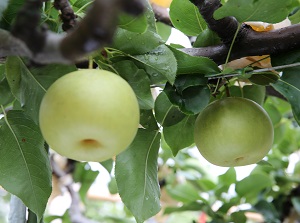 Nijisseiki pear