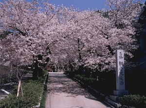 Entrabce of Kannon-in in spring