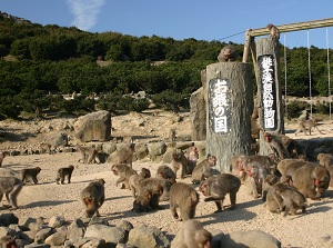 Monkey Park in Choshikei