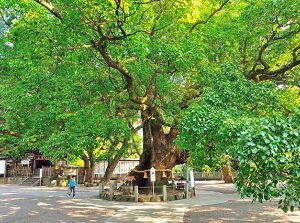 Big camphor tree in Oasahiko Shrine