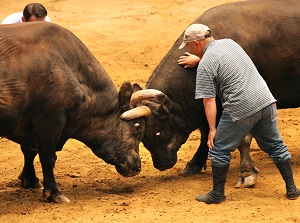 Bull Sumo (Bullfighting) in Uwajima