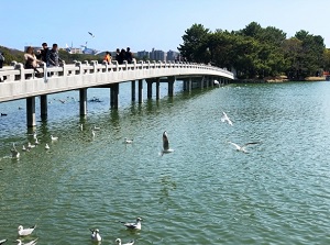 Bridge in Ohori Park