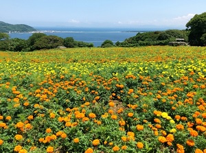 Nokonoshima Island Park