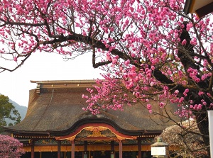 Main shrine of Dazaifu Tenmangu and ume blossoms