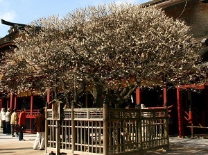 Tobi-ume in Dazaifu Tenmangu