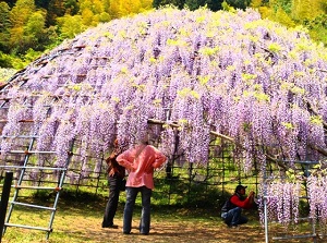 Kawachi Wisteria Garden