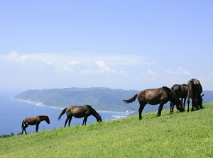 Ponies on Cape Toi