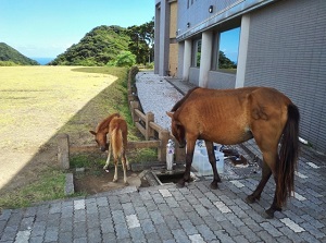 Ponies by Visitor Center in Cape Toi