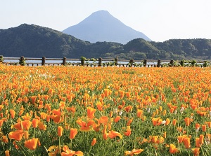 Mount Kaimon from Lake Ikeda in spring