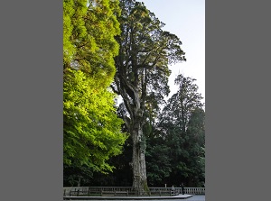 Sacred Japanese cedar tree in Kirishima-jingu