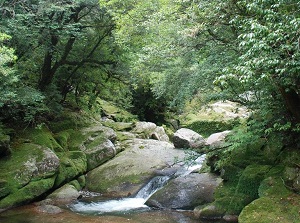 Shiratani-Unsuikyo in Yakushima