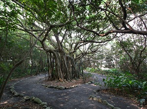 Shitogo Gajumaru Park in Yakushima