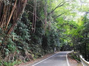 Seibu-Rindo in Yakushima