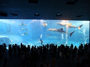 Large water tank in Okinawa Churaumi Aquarium