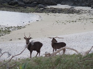 Wild deer in Geruma Island