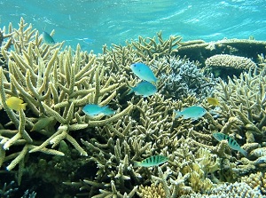 Coral reef of Yabiji