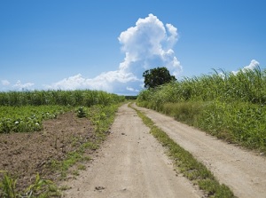 Sugarcane field in Ishigaki Island