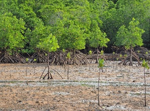 Mangrove forests of Nagura Anparu