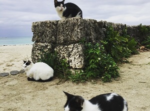 Cats around Kondoi Beach in Taketomi Island
