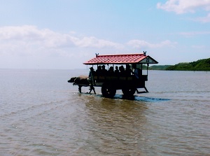 Water buffalo carriage in Yubujima
