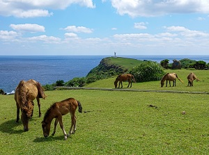 Yonaguni horses around Agarizaki in Hateruma Island